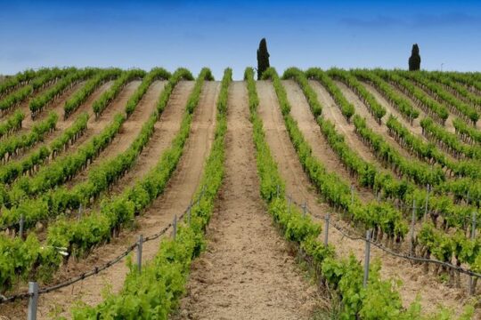 Cagliari: Full Day Wine Private Experience with Lunch