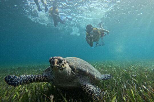 4-in-1 Non Swimmer Snorkeling: Free Transport Included