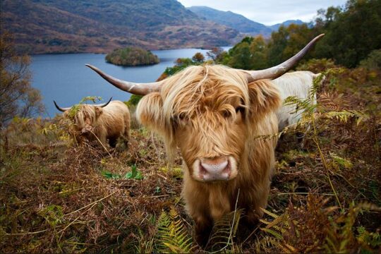 Private Tour of Loch Ness, Glencoe and Highlands from Edinburgh