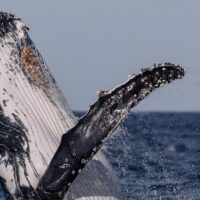 Cruises, Sailing & Water Tours