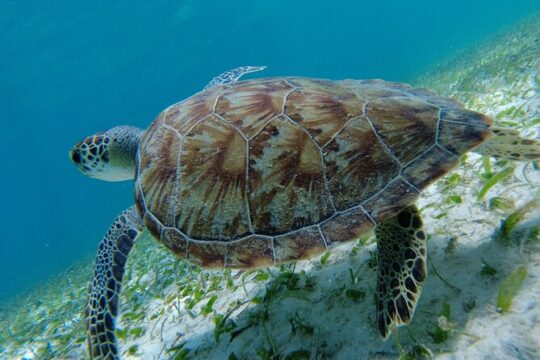3 Hour Costa Maya Snorkeling Excursion - La Leyenda ECO-TOURS