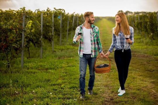 Premium Wine Tour with Cheese & Charcuterie Board