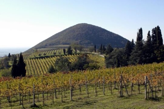 Private Wine and Olive Oil Tour in Padua with Thermal Baths