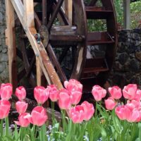 Shore Excursions