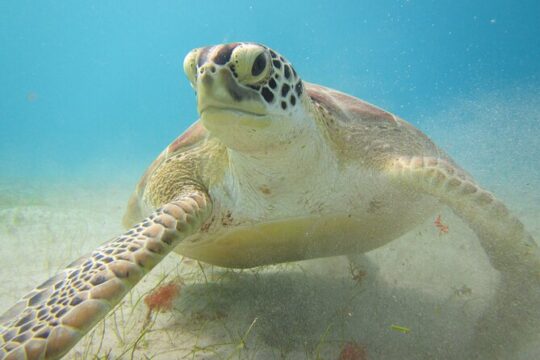 Half Day Sail and Snorkel with the Turtles