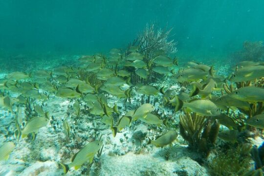 Snorkeling Adventure in Puerto Morelos