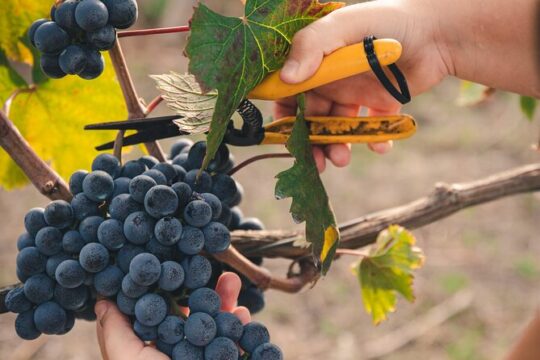 Wine Tasting and Winery Tour in Vesuvio National Park with Lunch