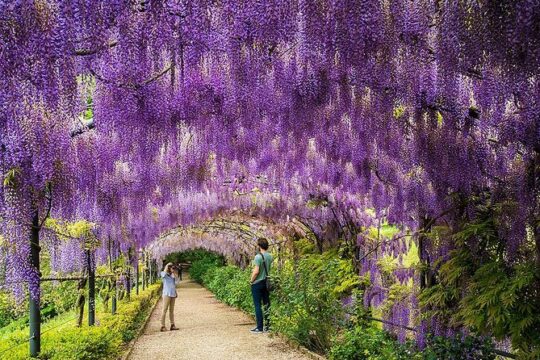 Gardens of Florence Private Walking Tour