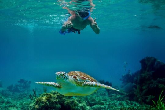 Coba Guided Tour Plus Sea Turtle Snorkeling Adventure and Beachside Lunch