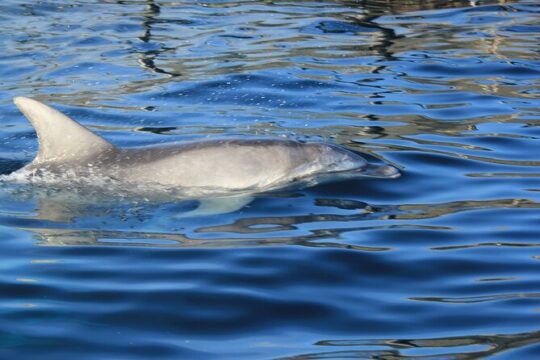 Capo Figari: Dolphin sighting from Olbia
