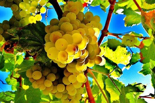 Wine tasting & E-bike Barcelona's coastline Small Group tour