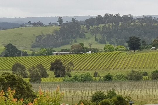 Yarra Valley Wine Tasting Day Tour from Melbourne