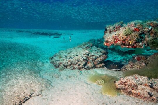 Scuba Diving Experience at Arguineguin and Puerto Rico