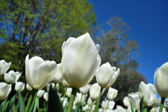 Walking tour with a private tour guide in the botanical gardens of Villa Taranto