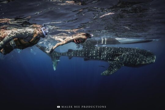 Whale Shark Tour Isla Mujeres Max 10Pax Free Lunch
