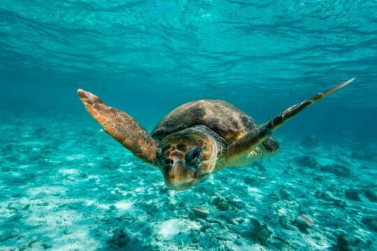Snorkel Tulum: 2 reef point, 1 hour 30 minutes tour