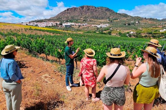 Malaga Wine tour | White Village, Vineyard, Winery, Wine Tasting