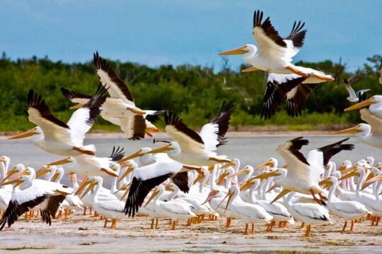 Isla Contoy Hidden Beauty! With Round Transportation From Cancun & Riviera Maya