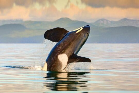 Vancouver to Victoria Seaplane Day Trip with Whale Watching Tour