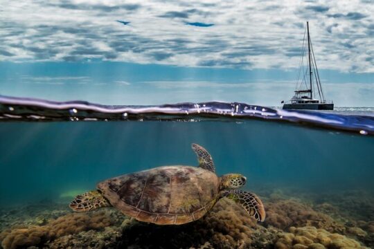 Full Day Low Isles Sailing & Snorkelling Cruise from Port Douglas