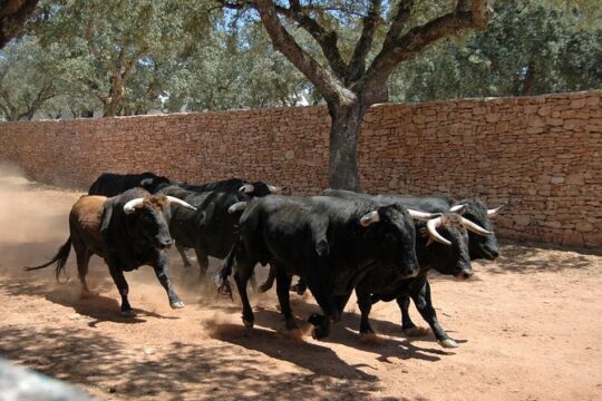 Visit a Horse and Bull Farm including a Ronda tour