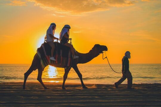Camel Ride Experience in Los Cabos with Pick up and Lunch