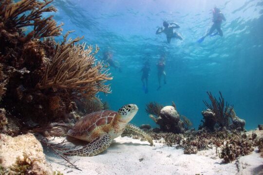 Full Day Tour to Tulum Cenote and Swim with Turtles in Akumal