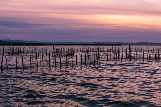 Albufera: Lake, Paella and Birdwatching