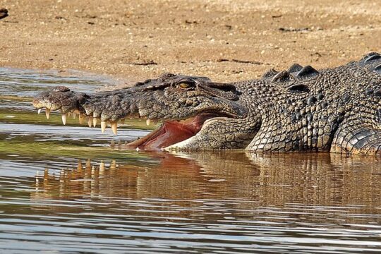 Daintree River Cruise