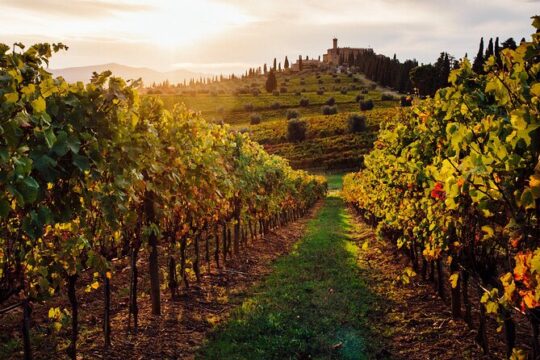 Winery Tour and tasting