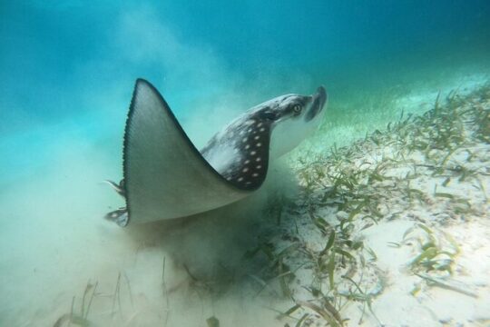 Costa maya ,snorkeling tours with turtles and reef