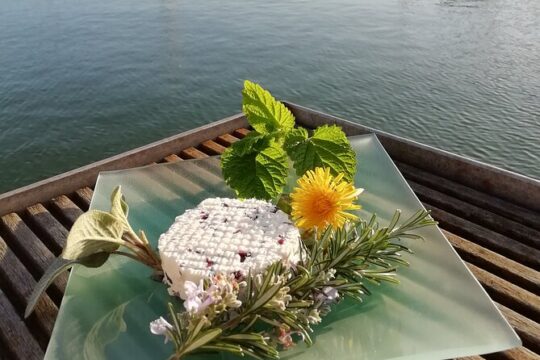 Tasting of seaweed cheeses