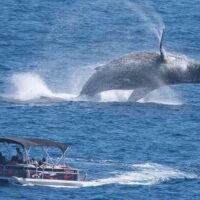 Dolphin & Whale Watching
