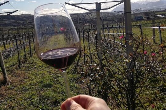 Winery Tour and Tasting in Abruzzo