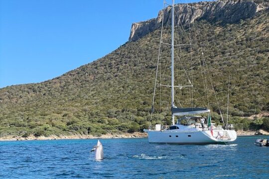Dolphin Watching Excursion by dinghy