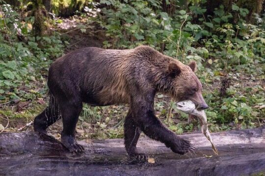 Full Day Grizzly Bear Expedition in Desolation Sound