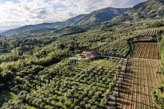 Wine and olive oil tasting & farm tour