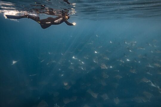Mobula Ray Snorkel Adventure