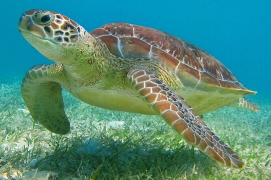 Half Day Private Snorkeling with Turtles and Majestic Cenotes