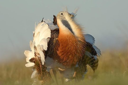 Steppe bird watching in La Mancha Toledana