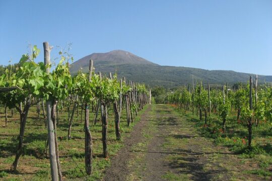 Pompeii SkipTheLine Tickets with Lunch&WineTasting Fullday from Rome