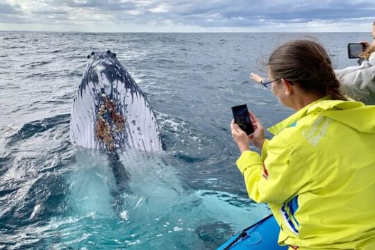 Small Boat Whale Watching Tour in Gold Coast