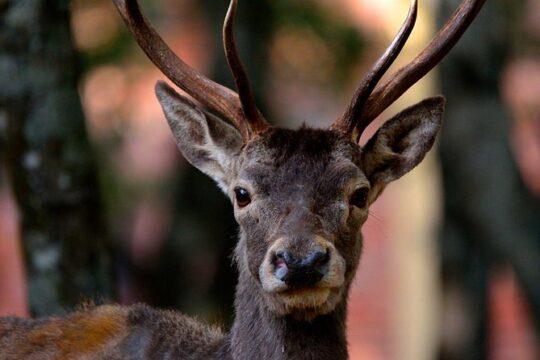 Cagliari: Is Cannoneris Nature Reserve Jeep and Walking Private Tour from Chia