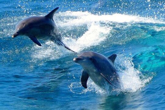 Port Stephens Day Tour with Dolphin Cruise, 4WDtour, Sandboarding