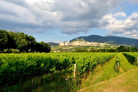 Wine tasting and walk in the Vineyard of Assisi