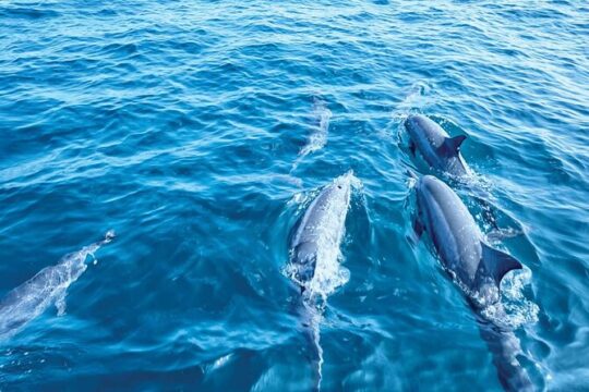 Dolphin Watching in Majorca