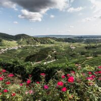 Tours & Sightseeing