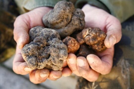 Truffle Hunt & Wine Tasting - Private Tour