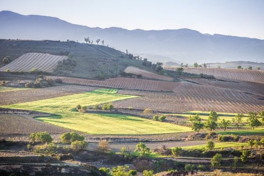 Private Tour to Logroño and Two Wineries from San Sebastian