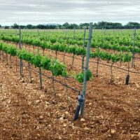 Wine Tasting & Winery Tours